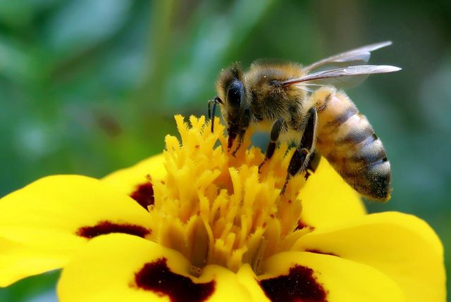 „Natur nah dran 2.0“ – Erfolgreiche Ideen für mehr biologische Vielfalt